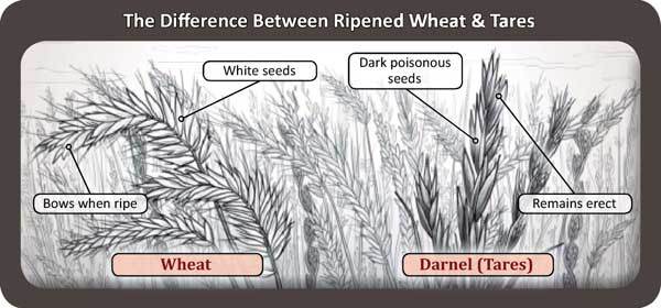 wheat-and-tares